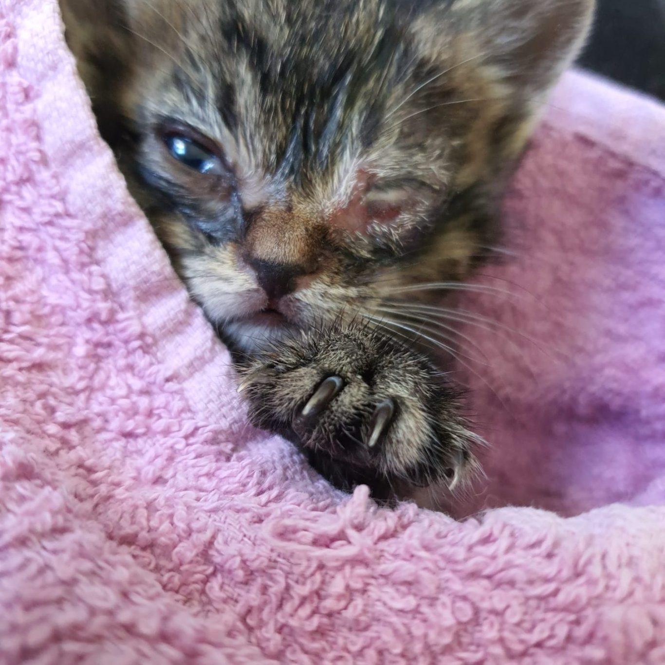 Arche Noah - Auslandstierschutz - grenzenlos Das Gesicht einer getigerten Babykatze in einem Rosa Handtuch. Das Auge ist voller Eiter.