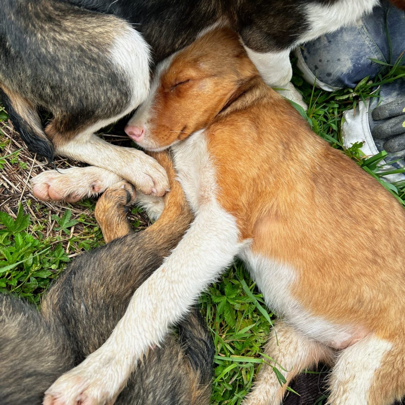 Arche Noah - Auslandstierschutz - grenzenlos Ein geschwächter braun-weißer Welpe liegt auf anderen Hunden auf einer Wiese.