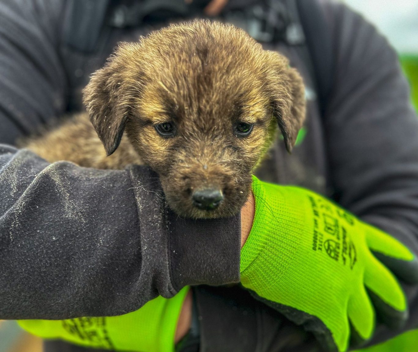Arche Noah-Auslandstierschutz Ein Tierretter der Arche Noah hält einen braunen, flauschigen Welpen am Arm. Der Hund schaut traurig nach unten.